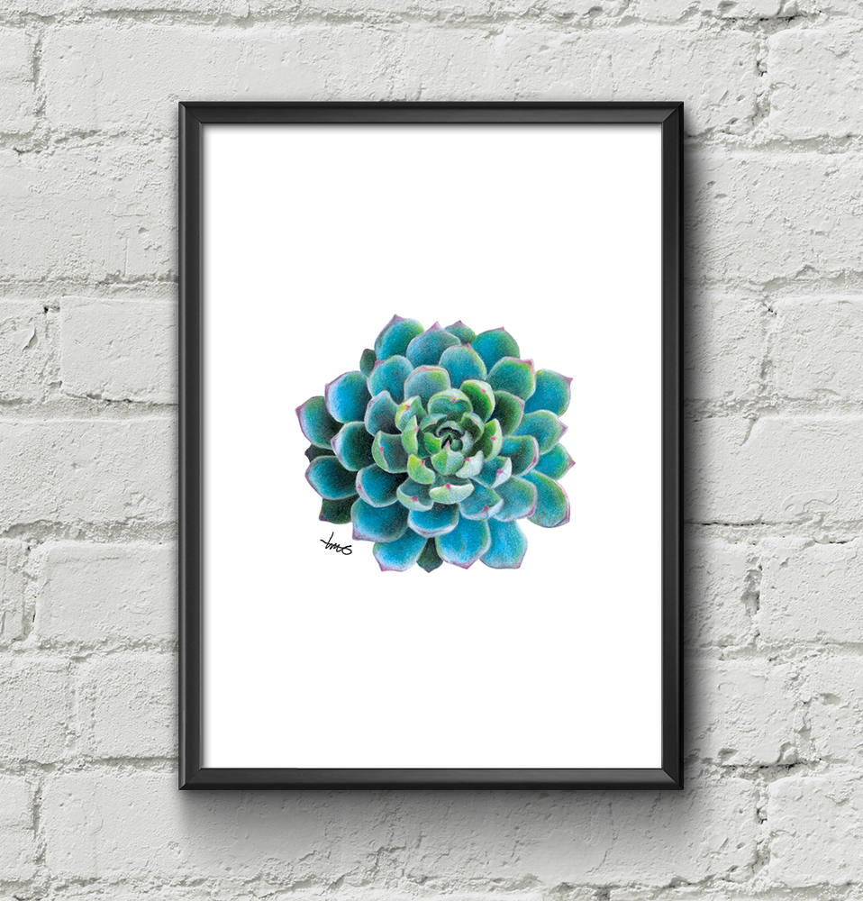 Succulent Art Print, Handmade, Hand Drawn, Coloured Pencil Drawing, Cactus Art, Botanical, Gifts For Him, Gifts For Her, Made In Australia