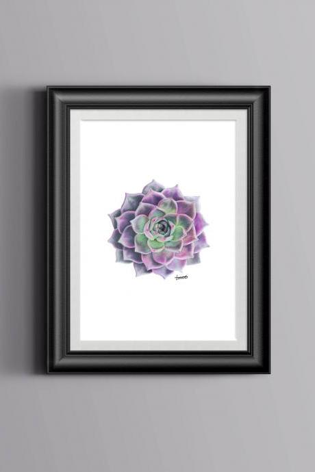 Purple Succulent A4 Drawing Print, Hand drawn art prints, Pink Echeveria, Home Decor, Gift for her, Housewarming gift, Made in Australia